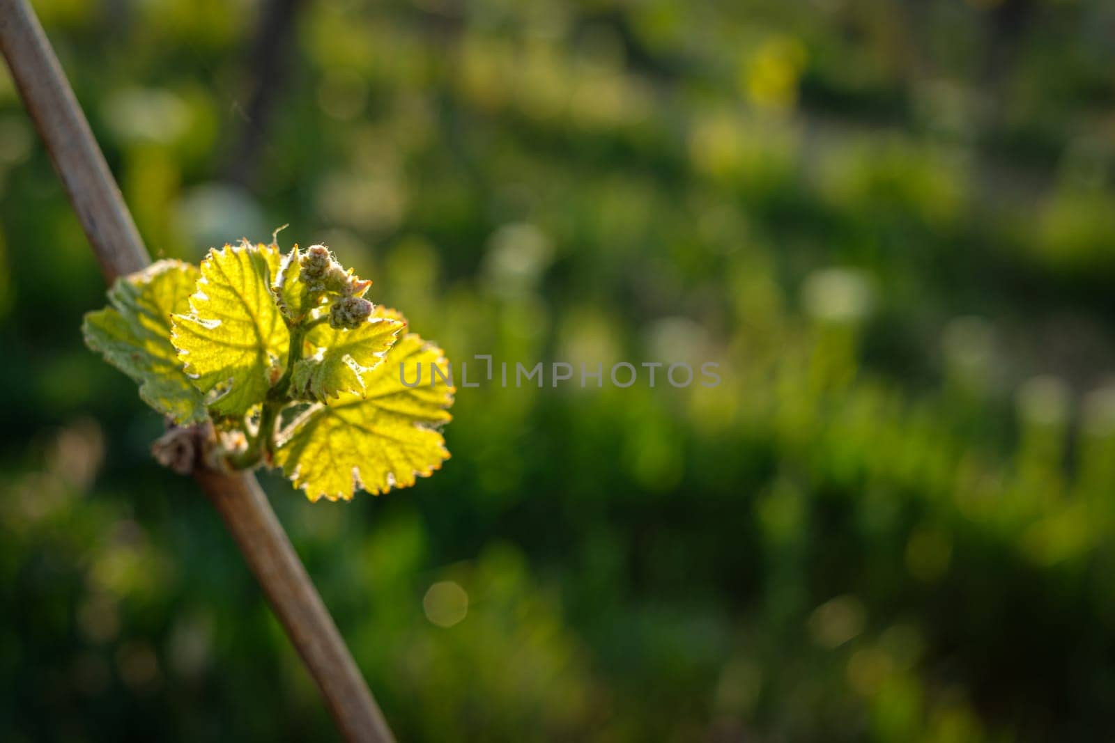 Budding with green leaves at a vine close-up