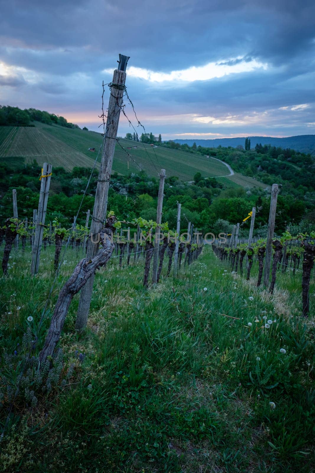 Vine in vineyard with clouds in the sky vertical format