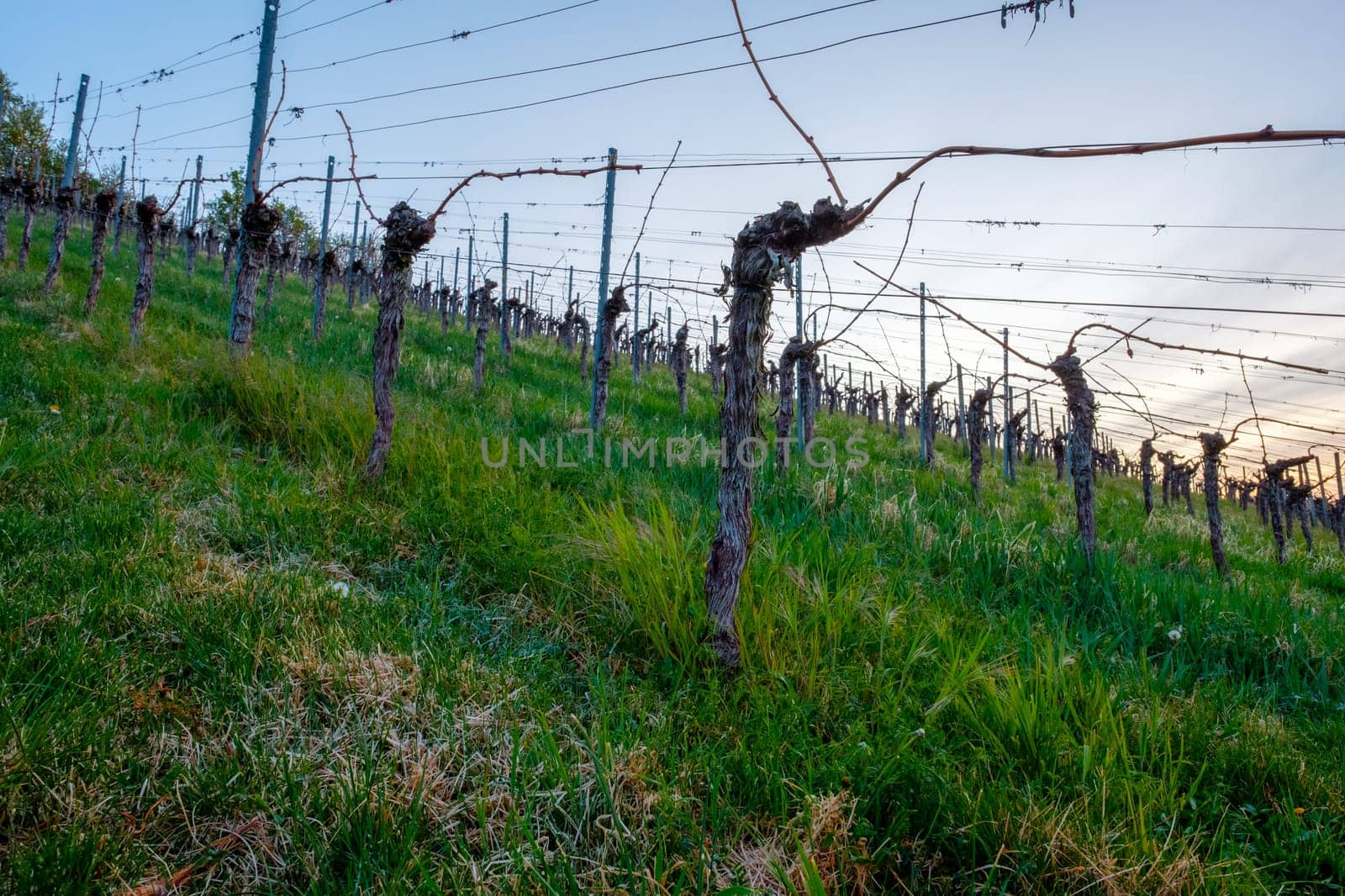 Grapevines in a vineyard in dawn