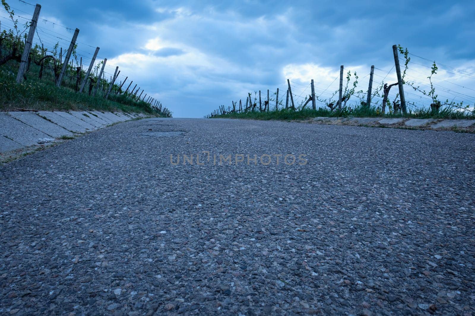 Road in a vineyard with cloudy sky low angle shot