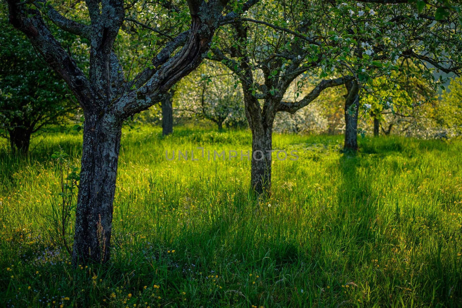 Fruit tree with lichen and flowers in spring back lit