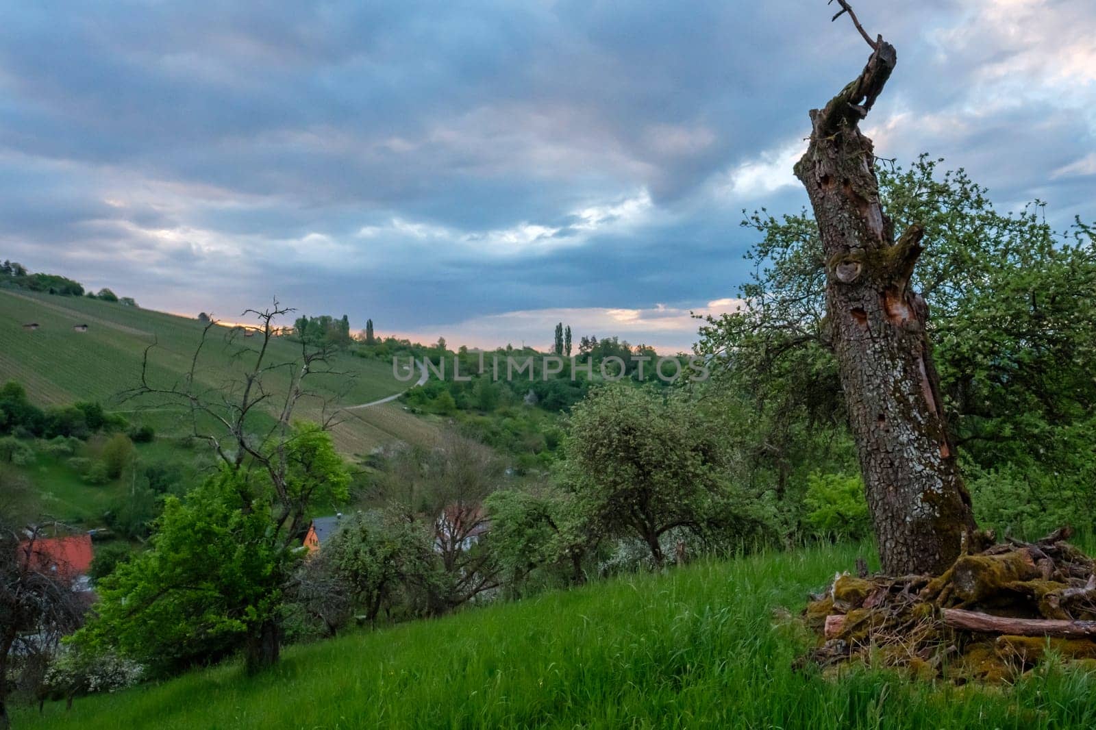 Dead tree trunk landscape with grey clouds in spring