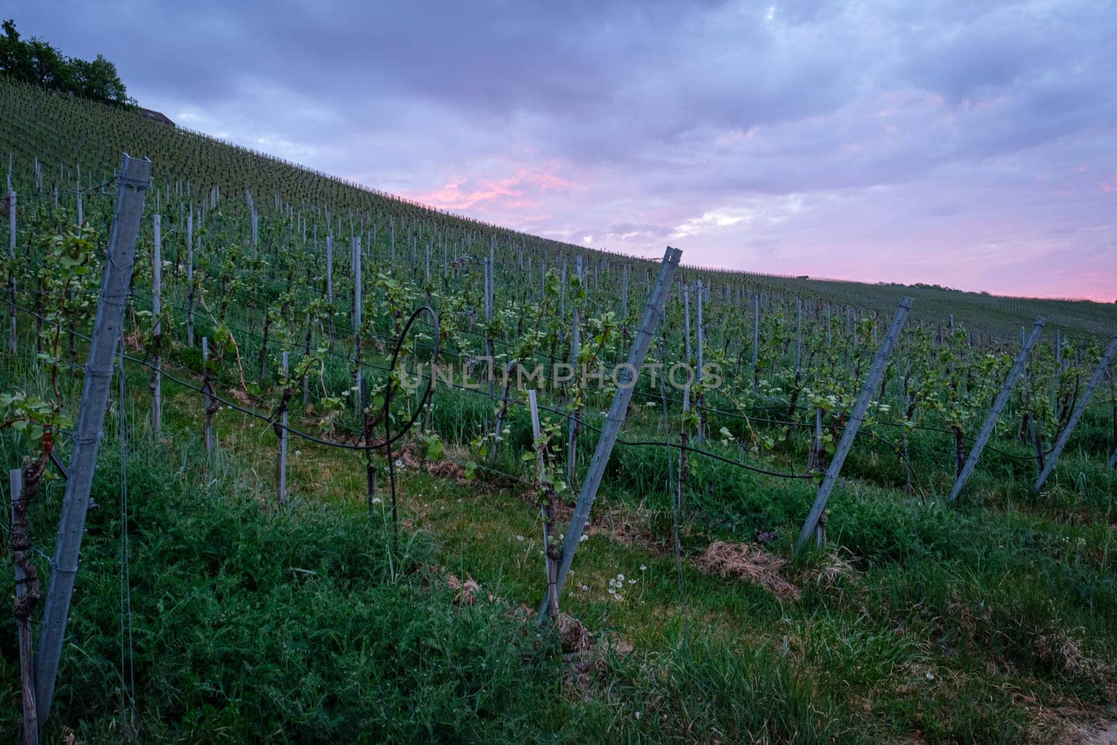 Vineyard in dawn violet sky landscape