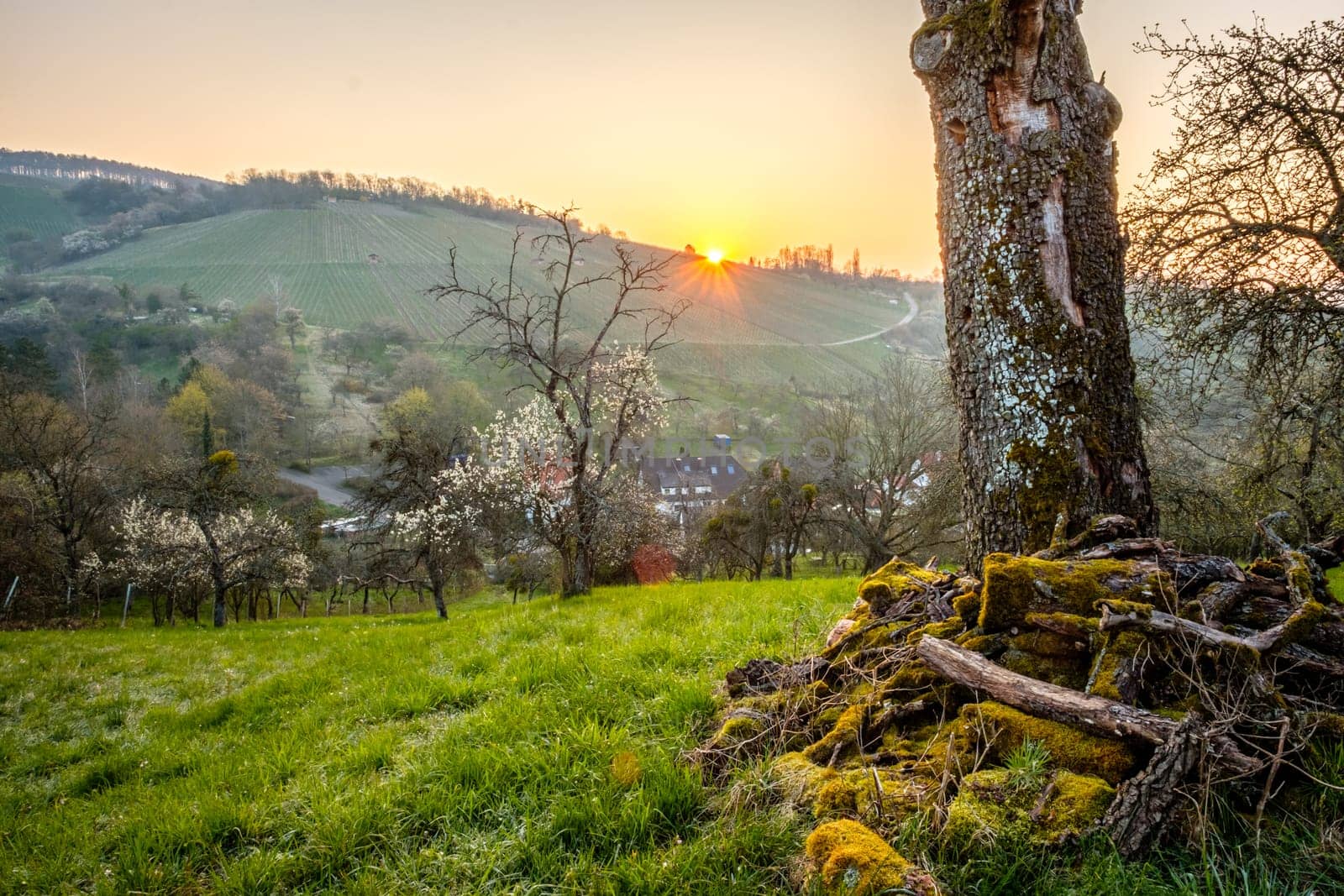Old dead fruit tree trunk in spring in sunrise sunlight
