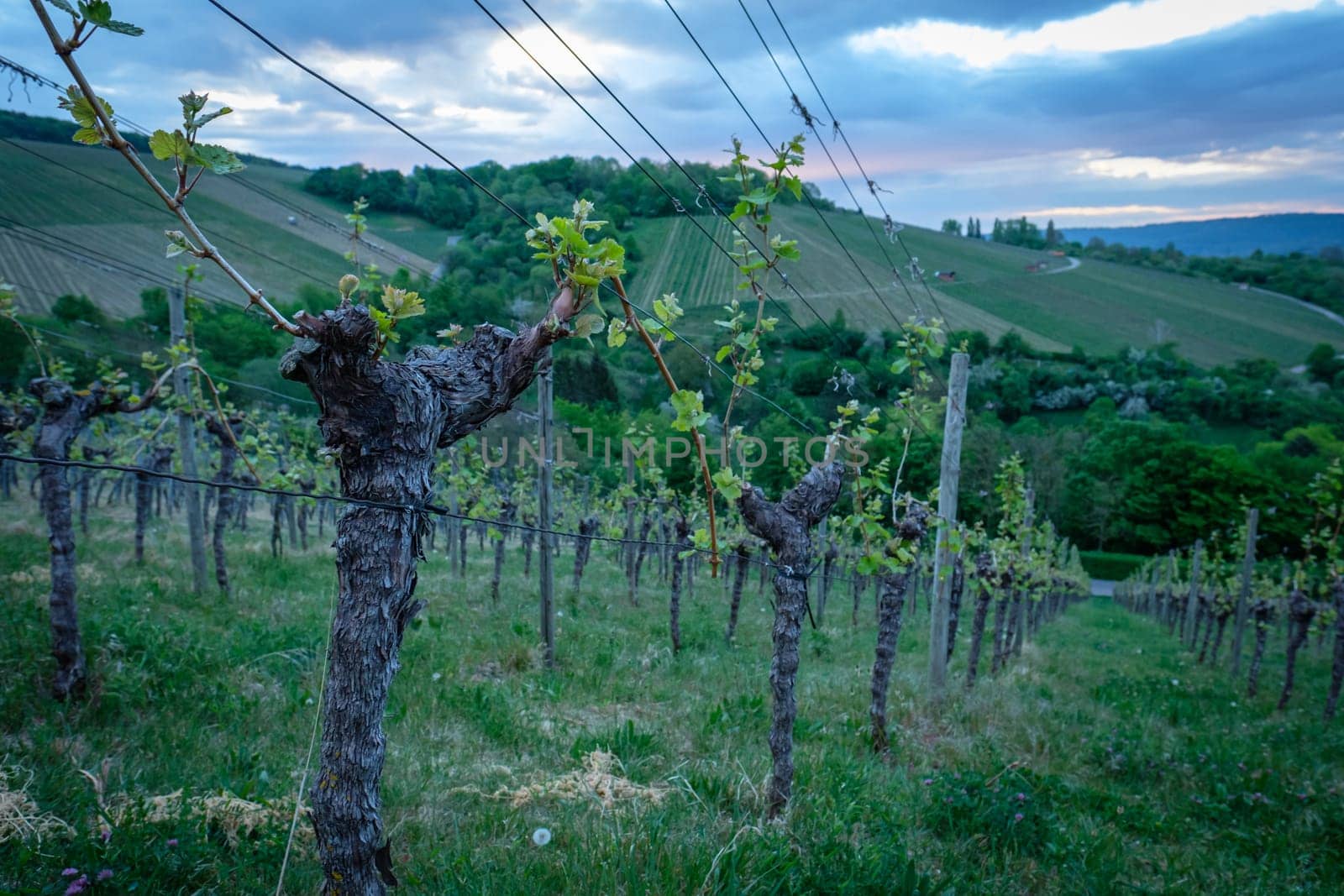 Gnarled vine in vineyard with grey clouds landcape