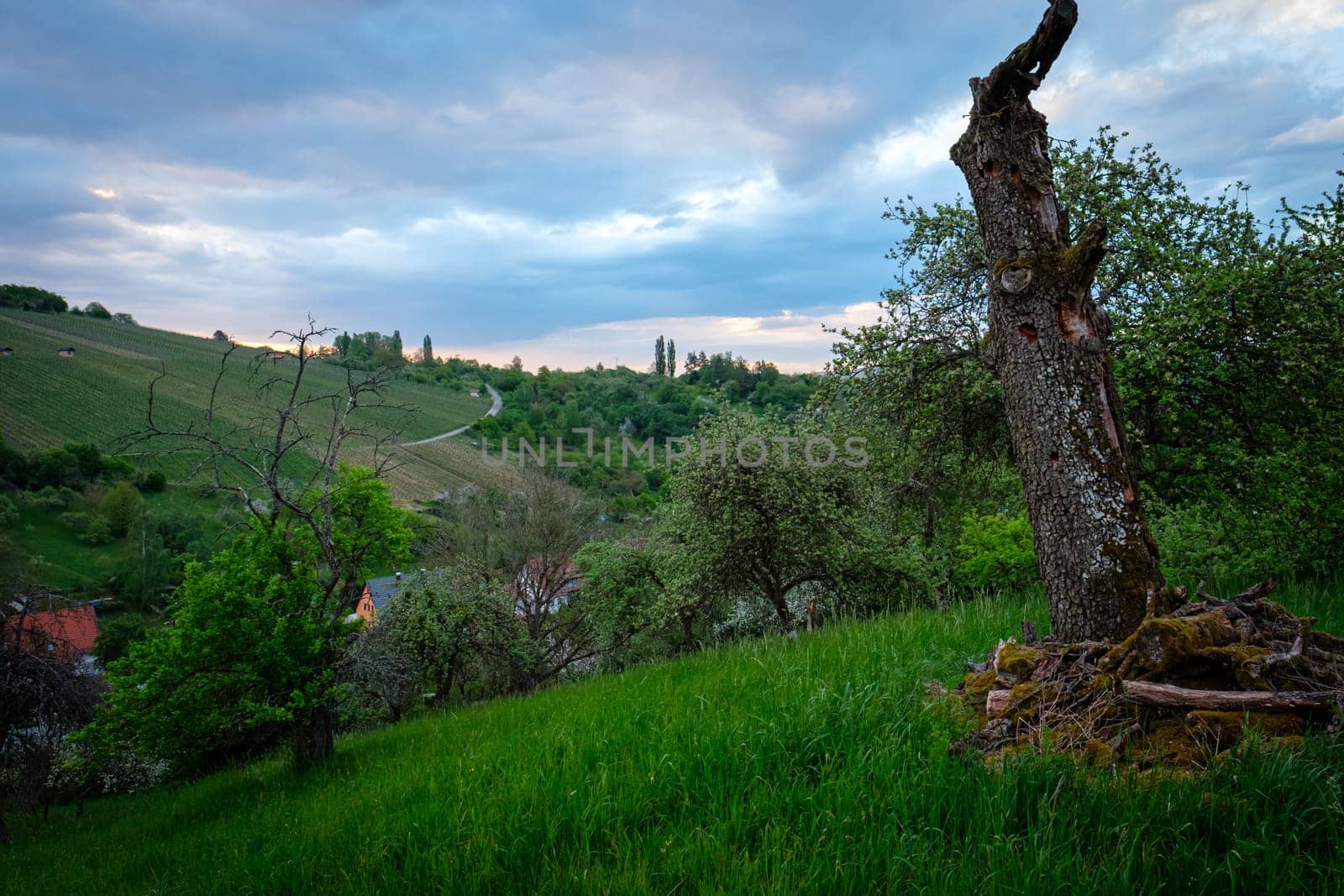 Dead fruit tree trunk on a meadow with clouds in the sky