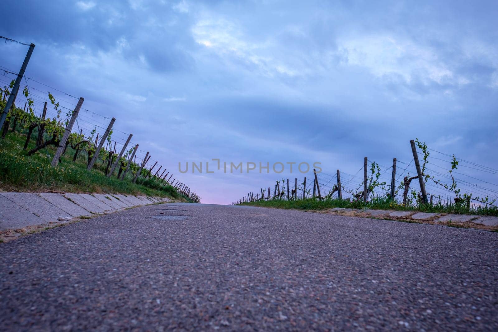 Road in vineyard with grey clouds in sky