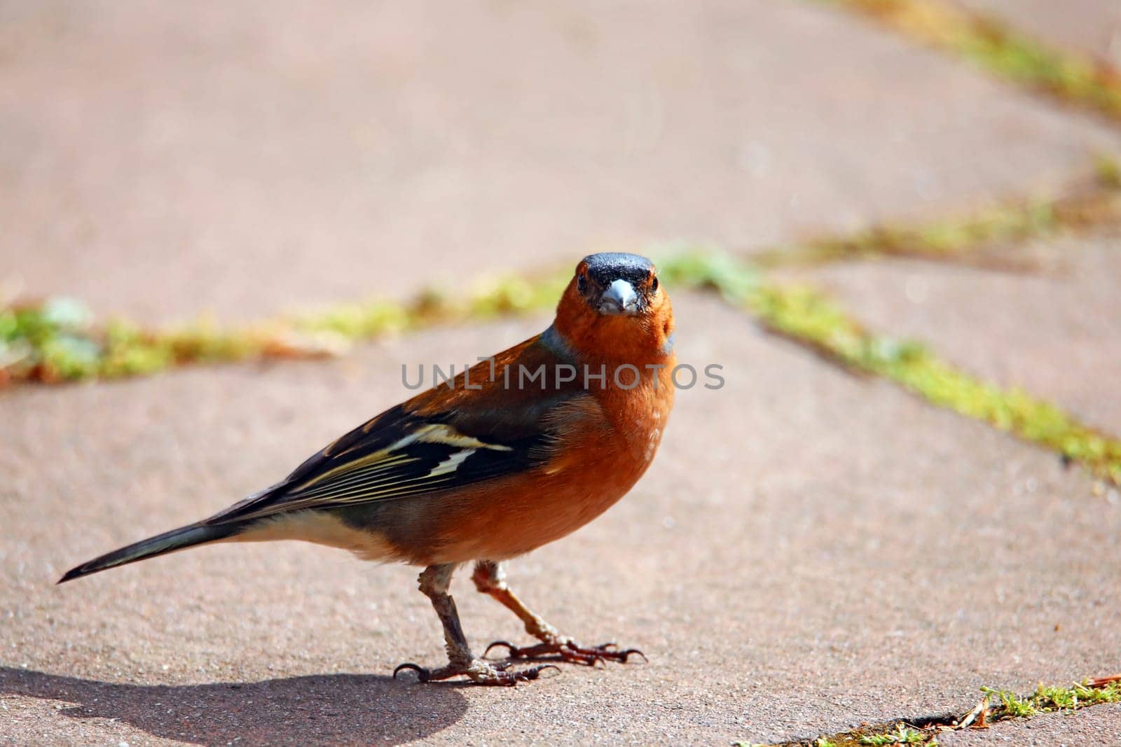 Male chaffinch Fringilla coelebs in sunlight