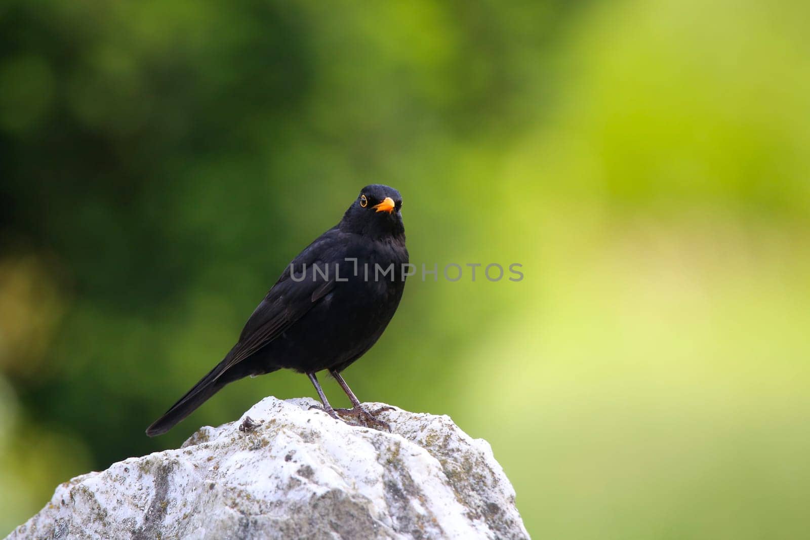 Male blackbird Turdus merula in the merry month of May
