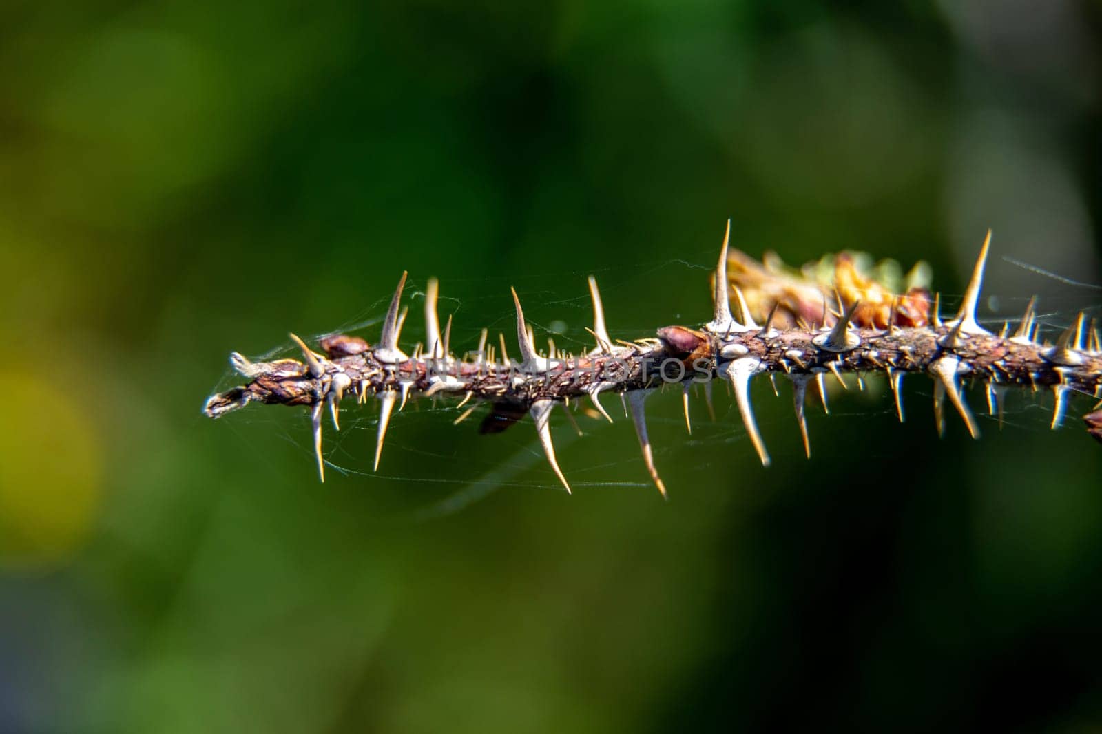 Natural green background from nature background natural branches. Branch with thorns on green background. Close up of branch with abstract natural green blurred background.
