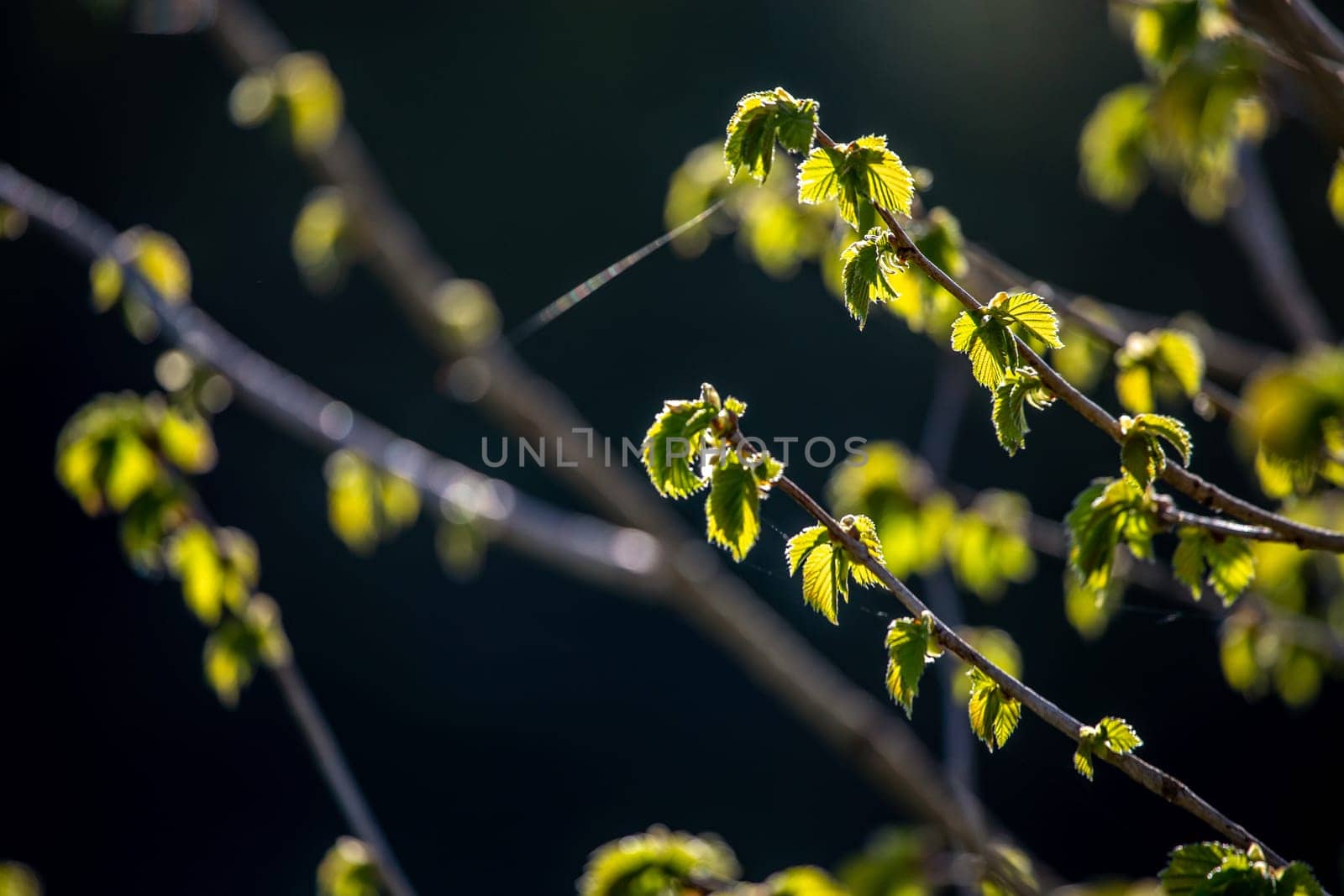 Bunch of young green branches of blackcurrant and fresh leaves at garden in springtime. Textured grape leaves close up on dark background. Leaves of blackcurrant in early spring