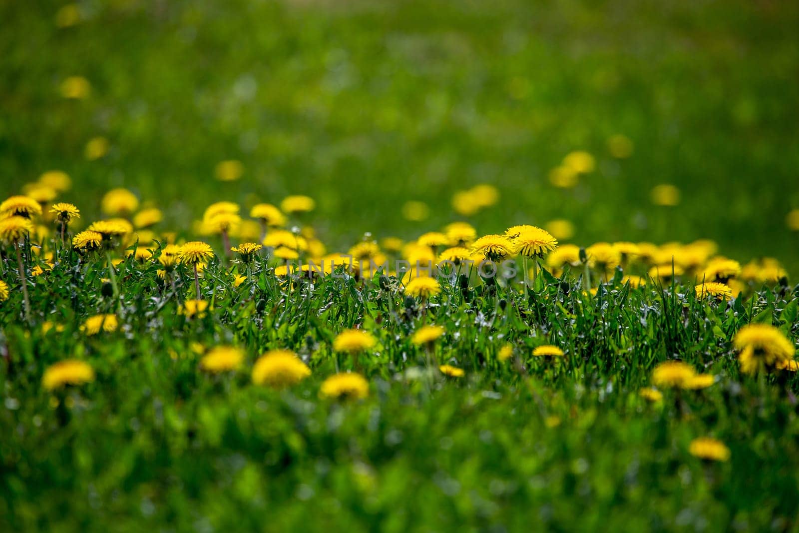 Blooming yellow dandelions among green grass on meadow in early summer. Green meadow covered with yellow dandelions at spring. Background of green field with bright yellow flowers