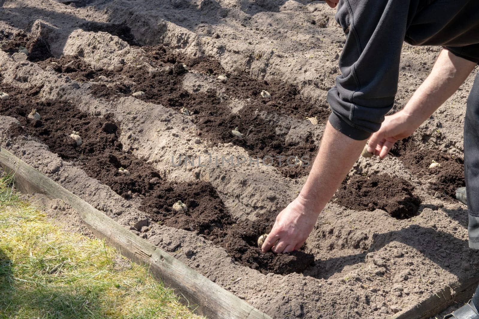 A gardener plants home-grown seed potatoes in humus-rich soil. The potato tubers are inserted into the rows of plants by hand. Cultivation fresh organic potatoes in the field or vegetable garden.