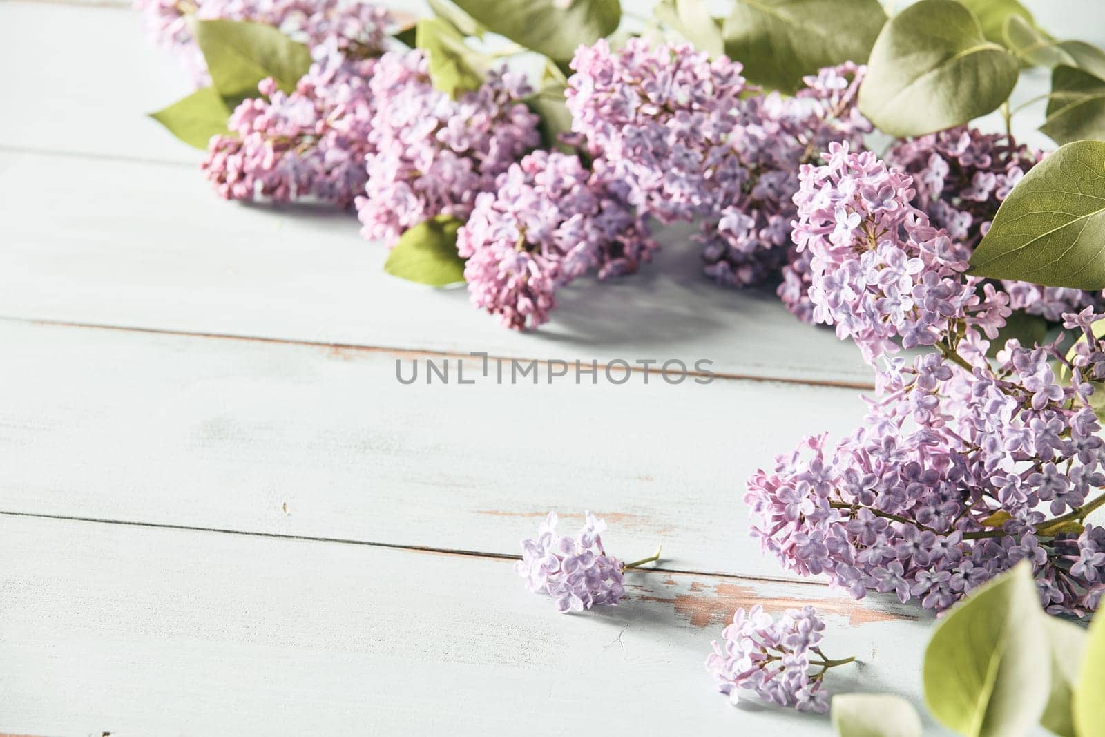 Faded vintage style spring background with lilac flowers in dainty sprays arranged to the corner over white wood with copy space
