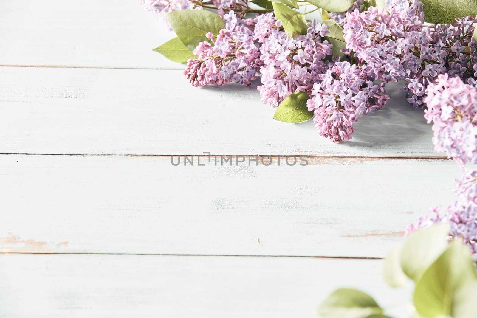 High key banner with sprays of fresh lilac blossom forming a corner border with copy space on white wood conceptual of the spring season