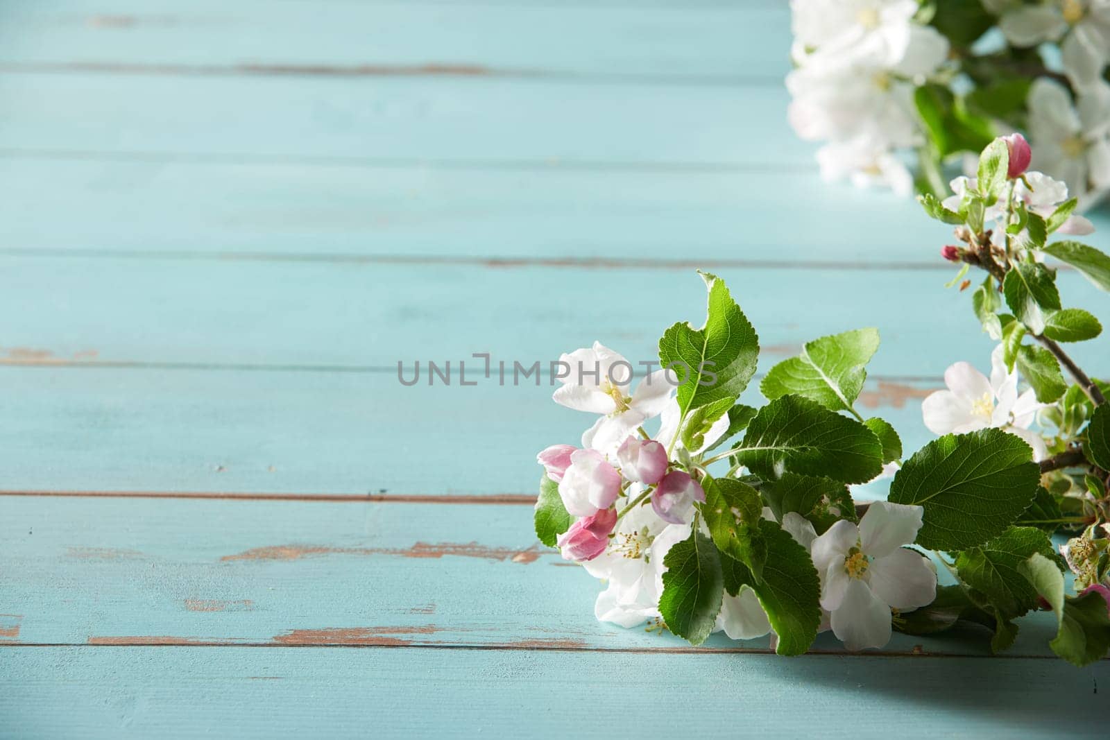 Close up on fresh white spring blossom tinged with pink with young green leaves forming a side border on rustic blue painted wood with copy space