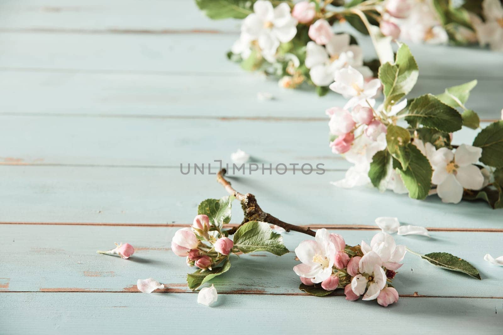 Scattering of fresh pink apple blossom on rustic white wood with copy space conceptual of the spring season