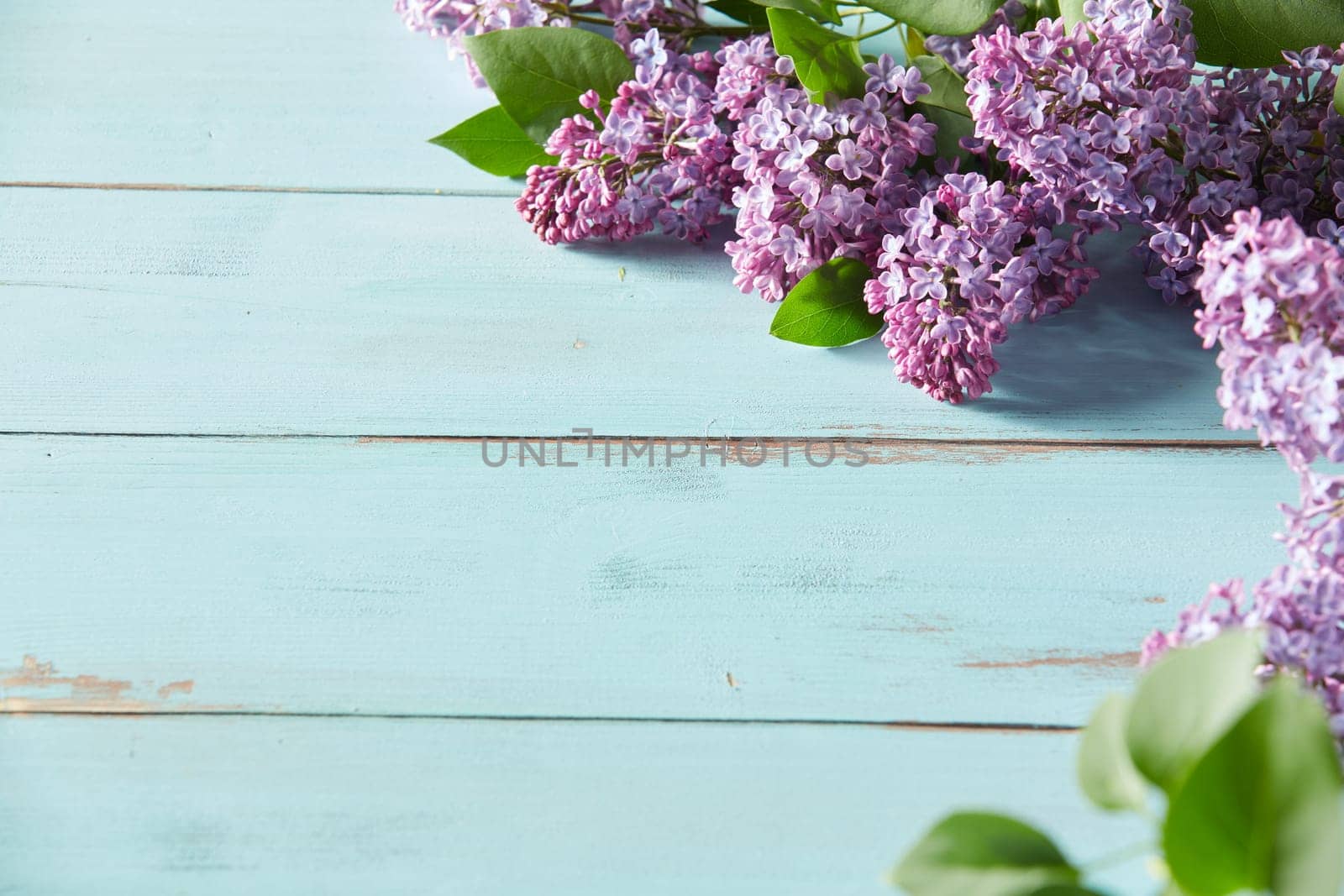 Decorative spring background with purple lilac blossoms arranged in the corner over rustic light blue wood with copy space