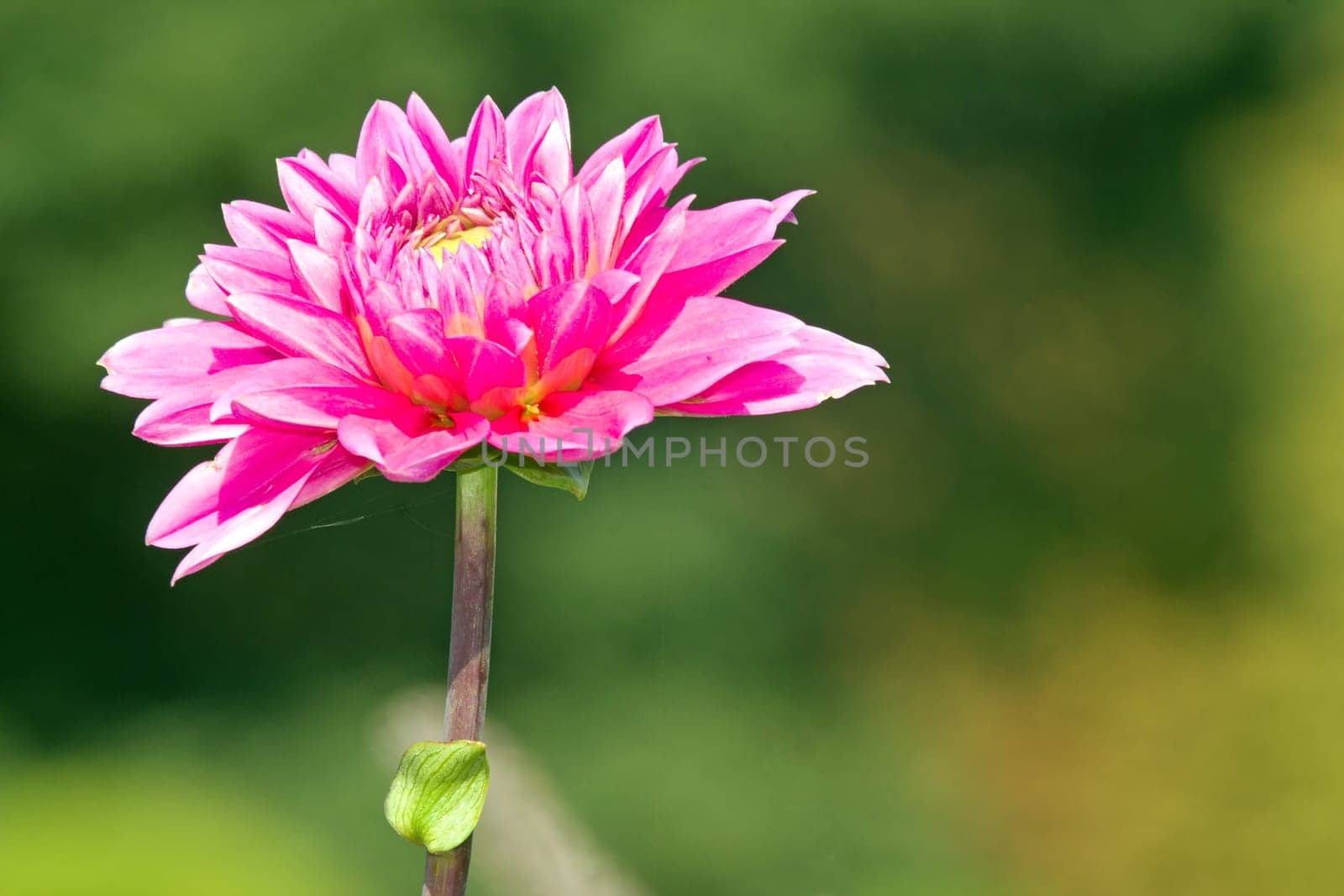 Pink dahlia in full bloom. A summer day.