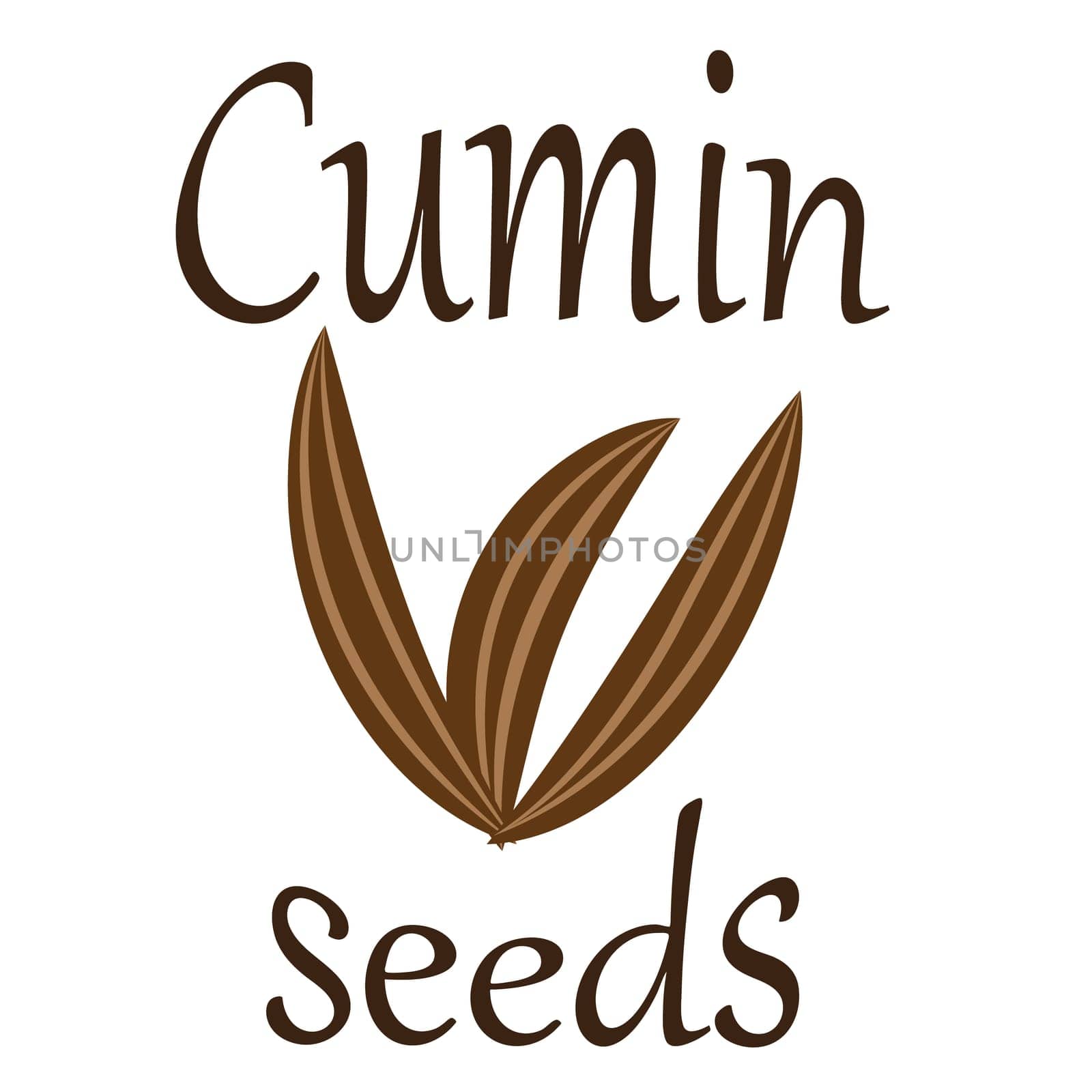 Cumin zira seeds vector illustration on a white background
