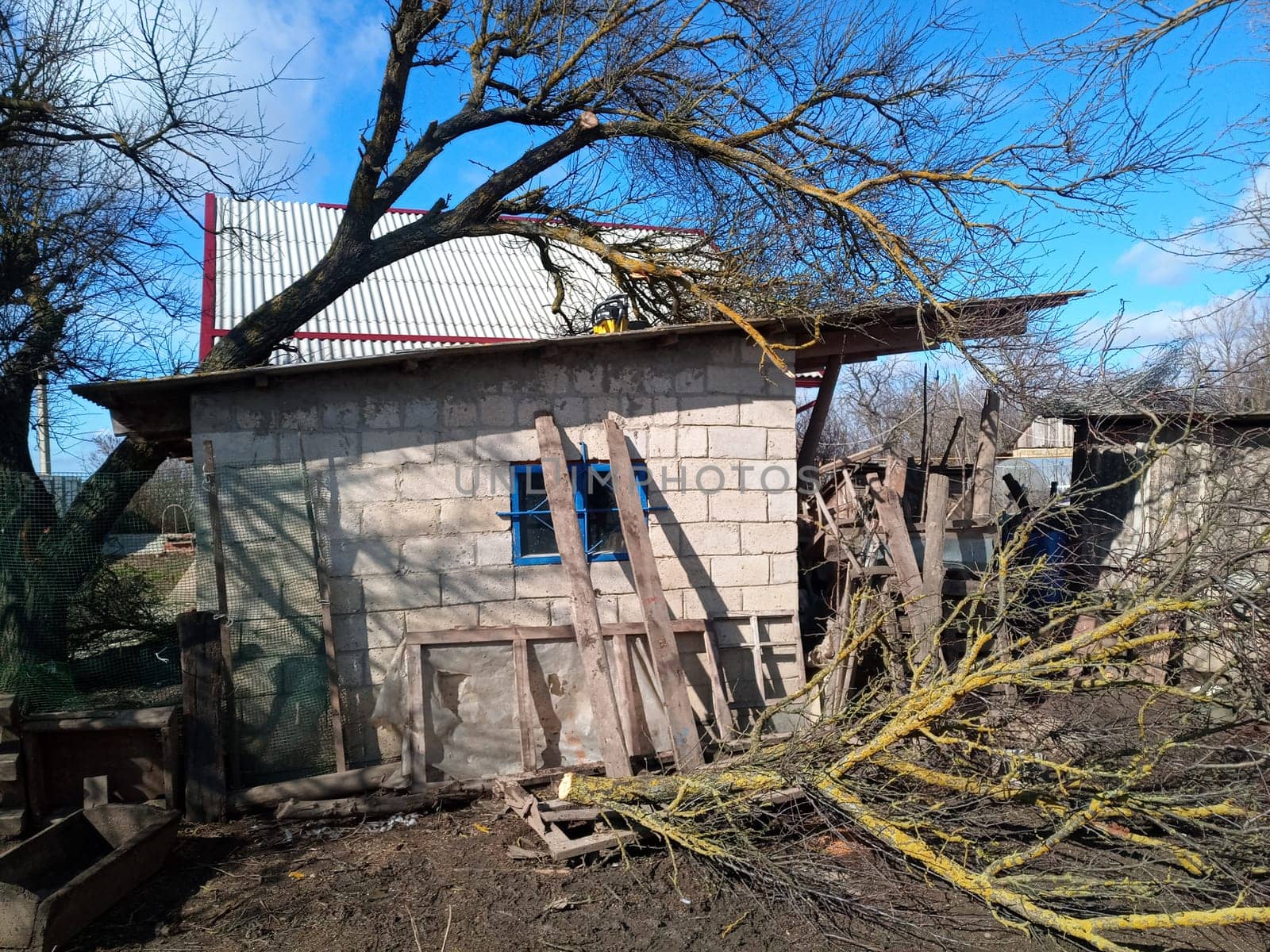 A windbroken apricot tree fell on the shed and broke the roof.