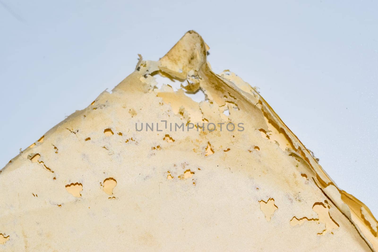 Paper swallowed with silverfish. Traces of wrecking silverfish on vinyl envelopes. lepisma