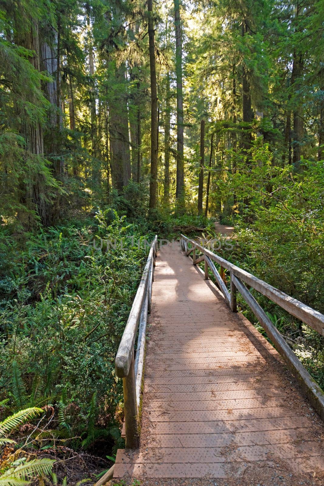 Secluded Bridge in the Redwood Forest in Jedidiah Smith Coastal Redwoods State Park in California