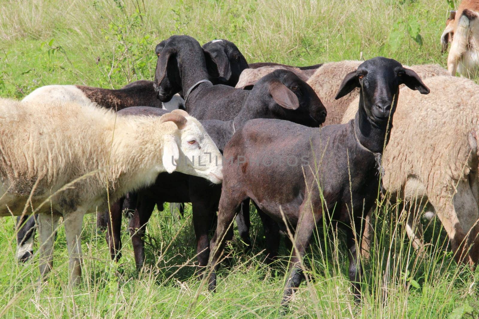 itabuna, bahia / brazil - june 15, 2012: sheep breeding on a farm in the city of Itabuna.