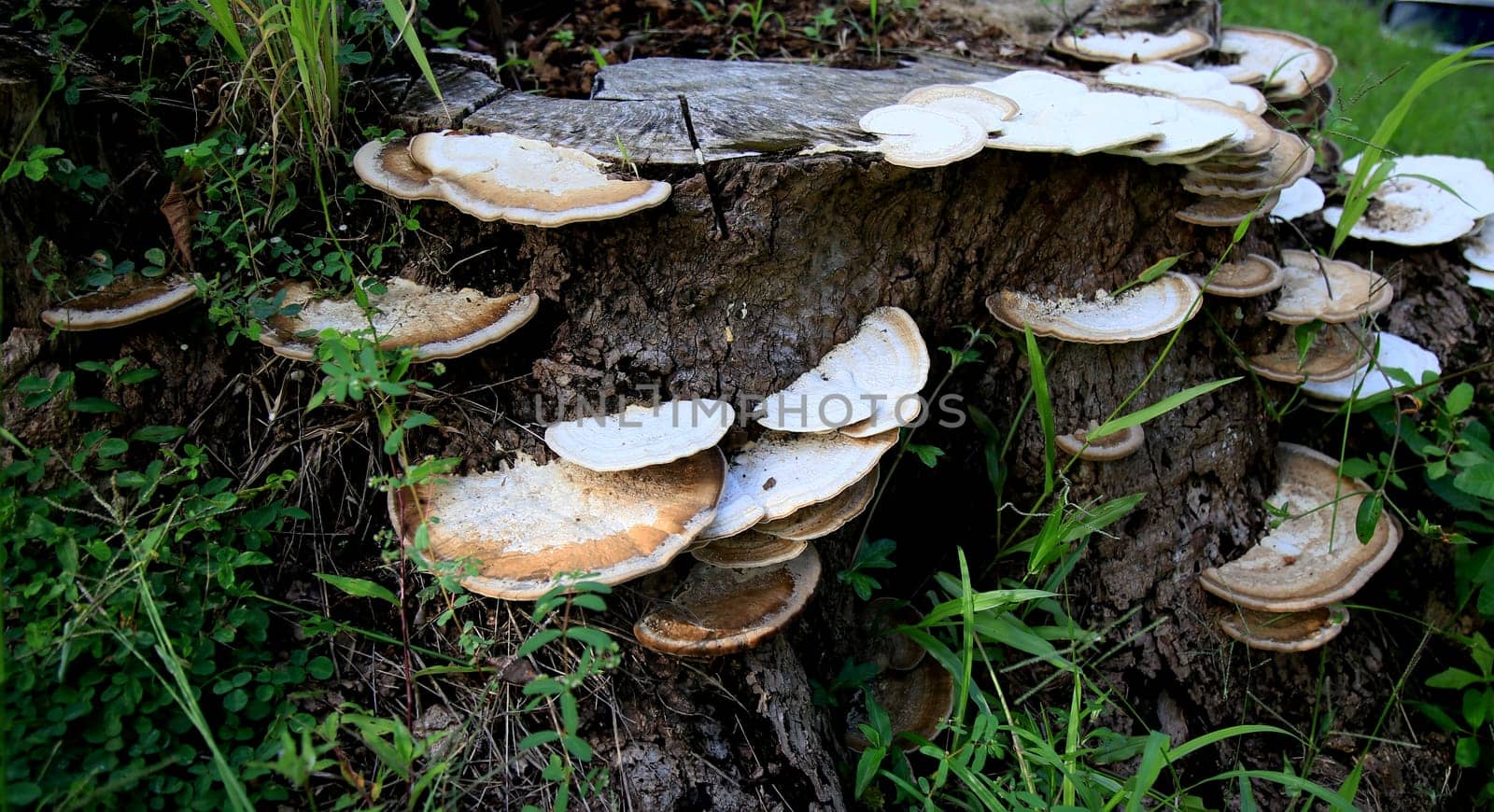 salvador, bahia / brazil - april 25, 2020: fungus is seen on a tree trunk in the city of Salvador...