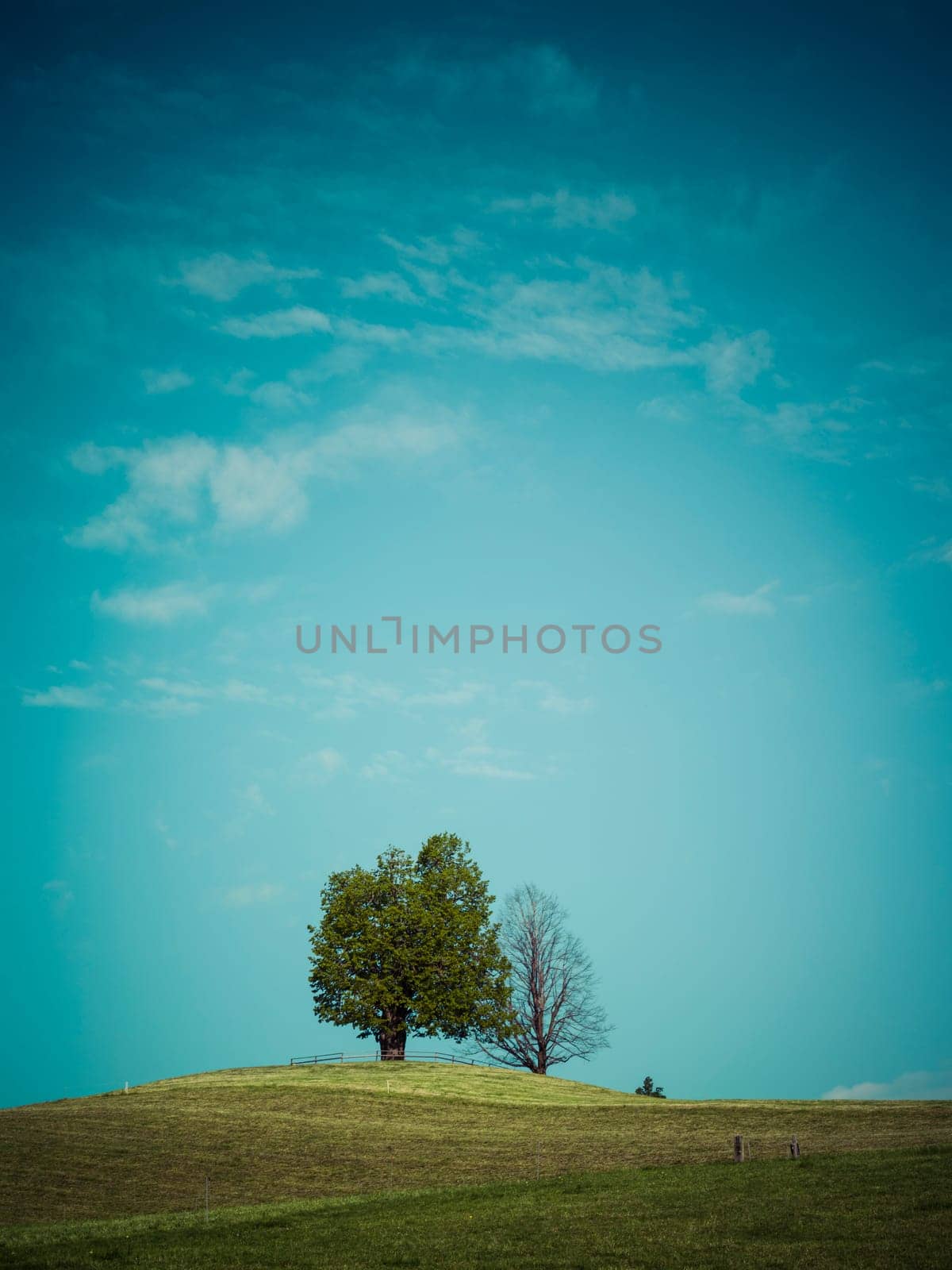 Couple of trees standing alone on a hilltop in Neuheim, Canton of Zug, Switzerland