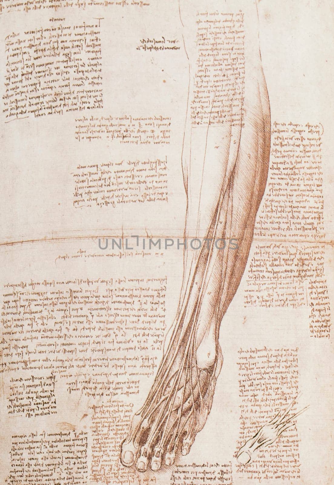 Muscles and tendons of the lower leg and foot by Leonardo Da Vinci. Royal Collection, United Kingdom