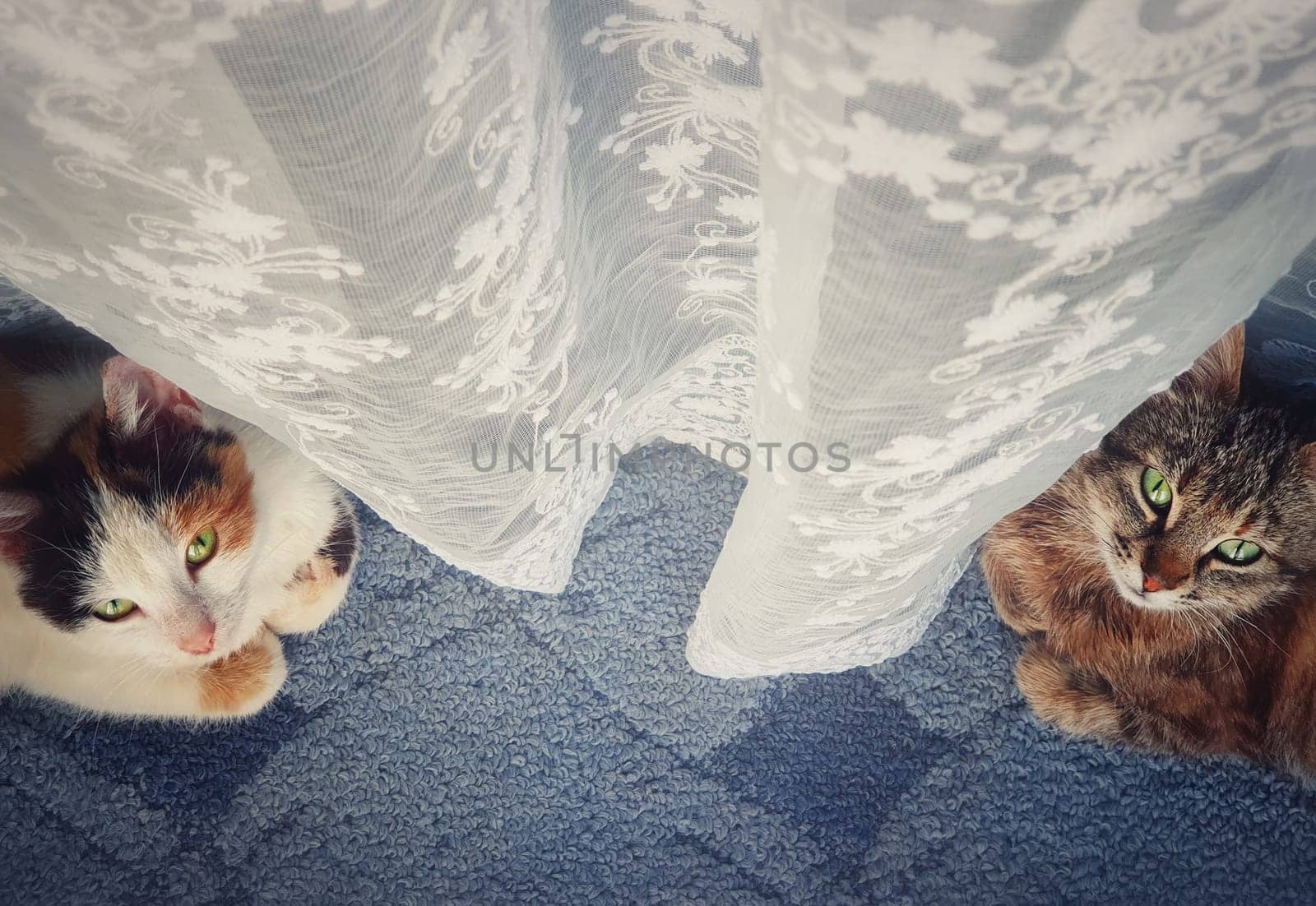 High angle indoor view at two adorable kitten looking up curious with beautiful green eyes. Two mischief cats lay down on the carpet under a white curtain, funny background with copy space in center.