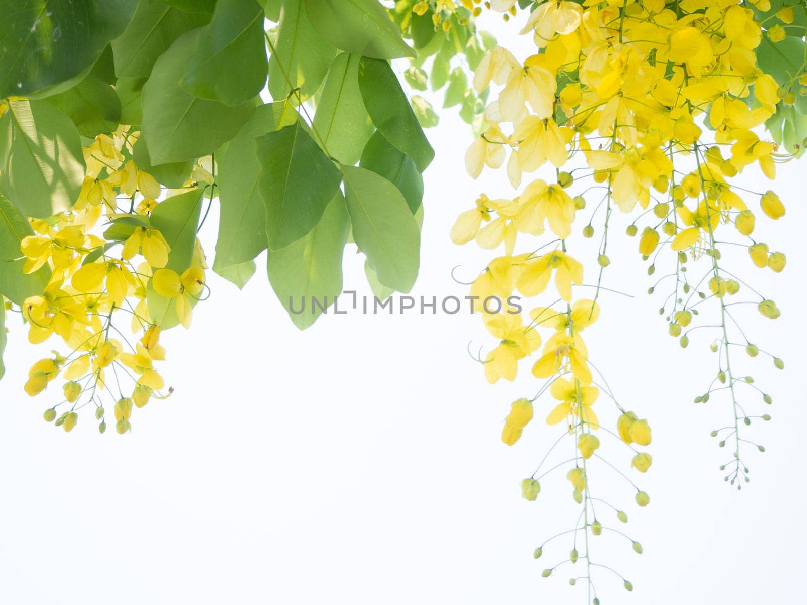 Beautiful Green leaves on white background