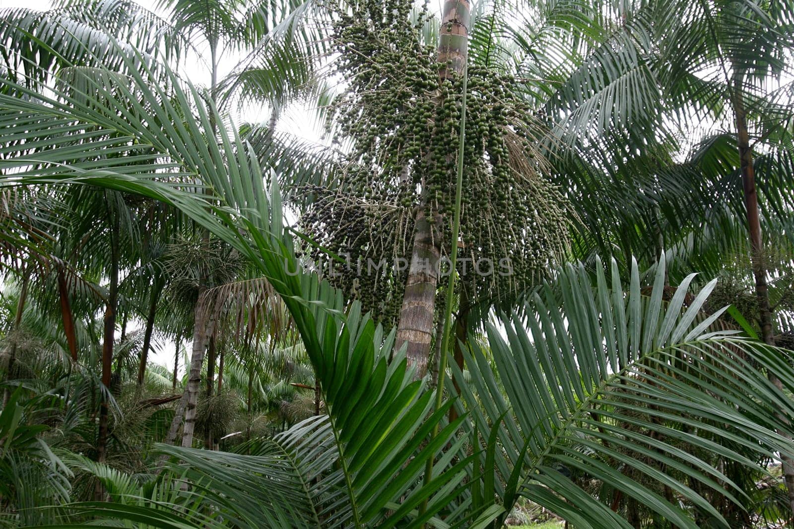 arataca, bahia / brazil - february 2, 2012: Acai palm plantation in the municipality of Arataca.