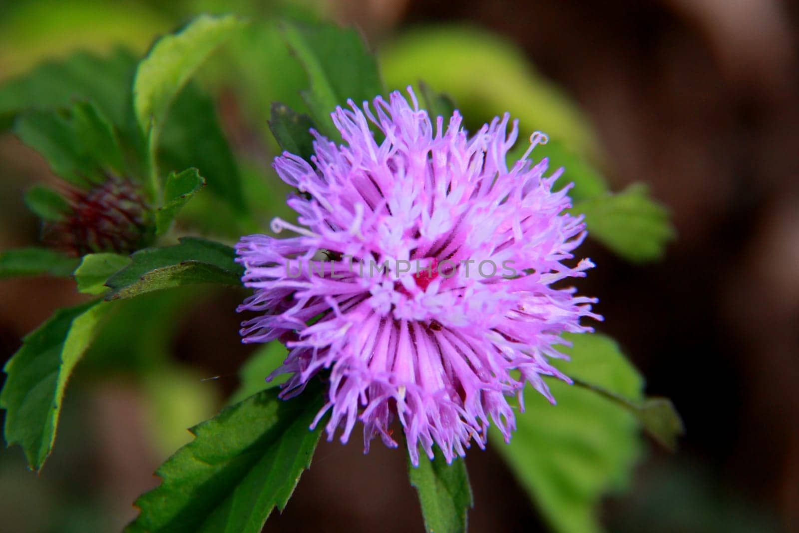 salvador, bahia / brazil - november 22, 2013: plant is seen in a garden in the city of Salvador.