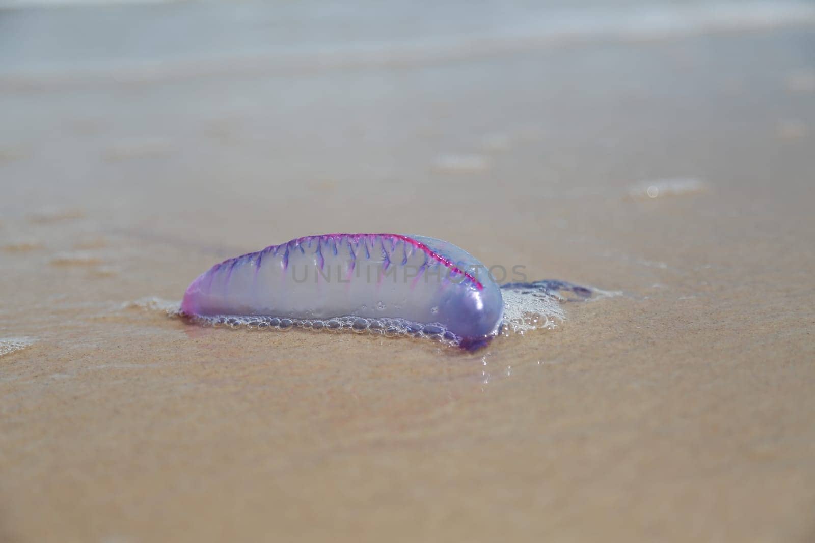 salvador, bahia / brazil - march 5, 2015: Living water is seen in the sand of Salvador beach...