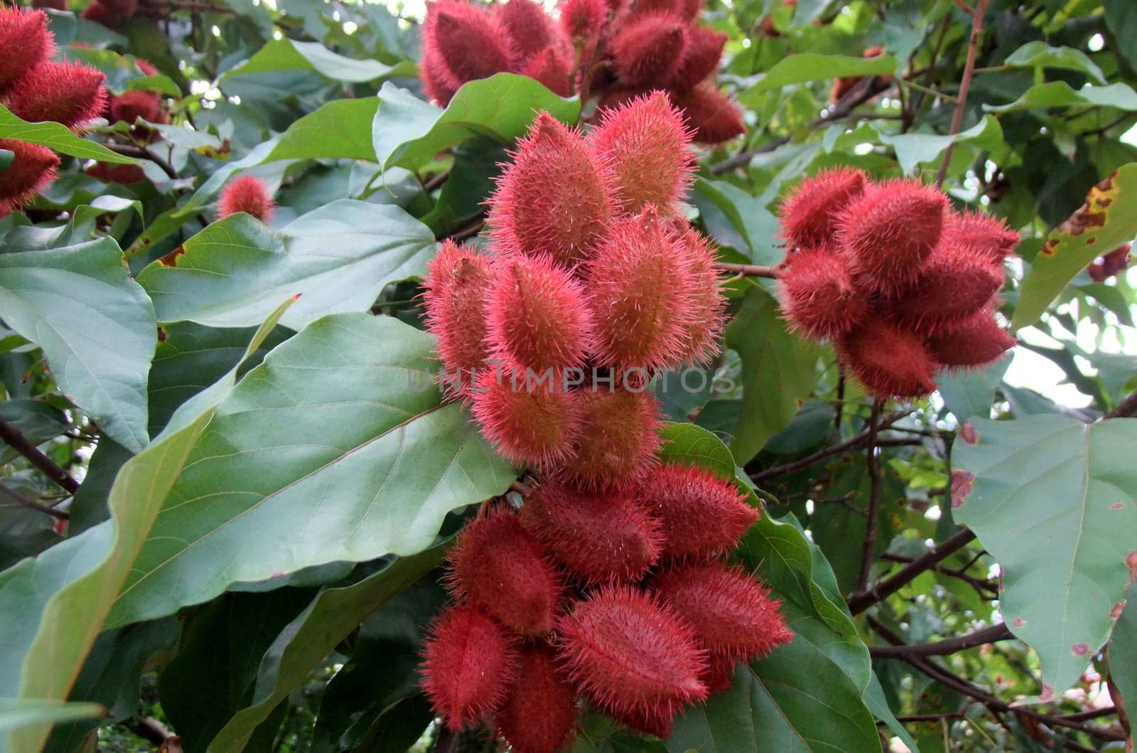 eunapolis, bahia / brazil - april 28, 2011: annatto plantation in the city of Eunapolis. The fruit is used for dye production.