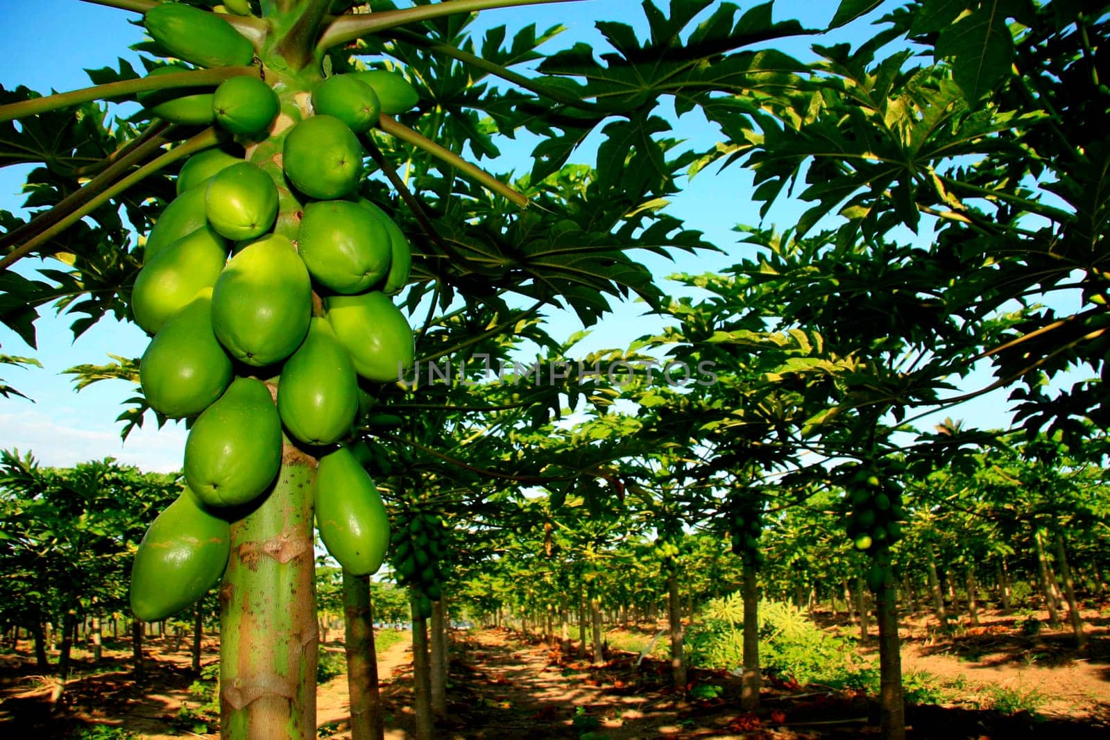 eunapolis, bahia / brazil - august 12, 2008: Papaya plantation on farm in rural Eunapolis city.