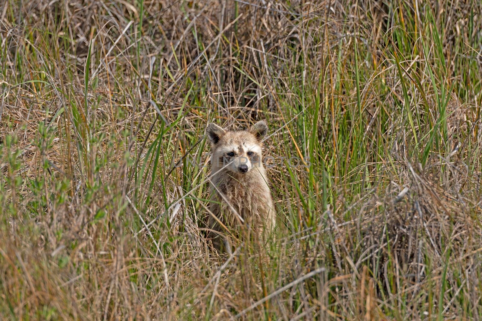 Raccoon Peeking out From the Coastal Grasses in the Aransas National Wildlife Refuge in Texas