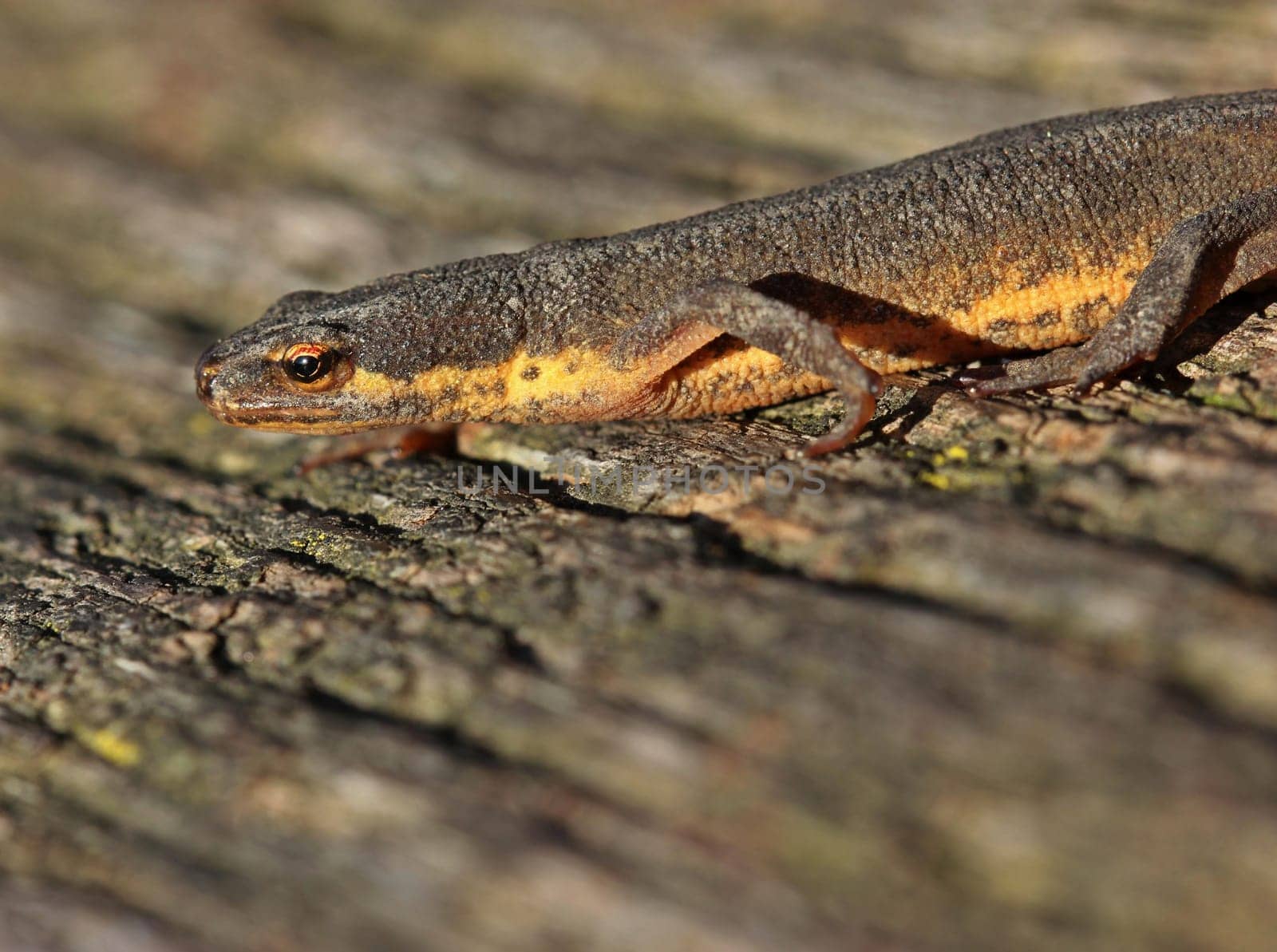 Pond newt (Lissotriton vulgaris) in country costume