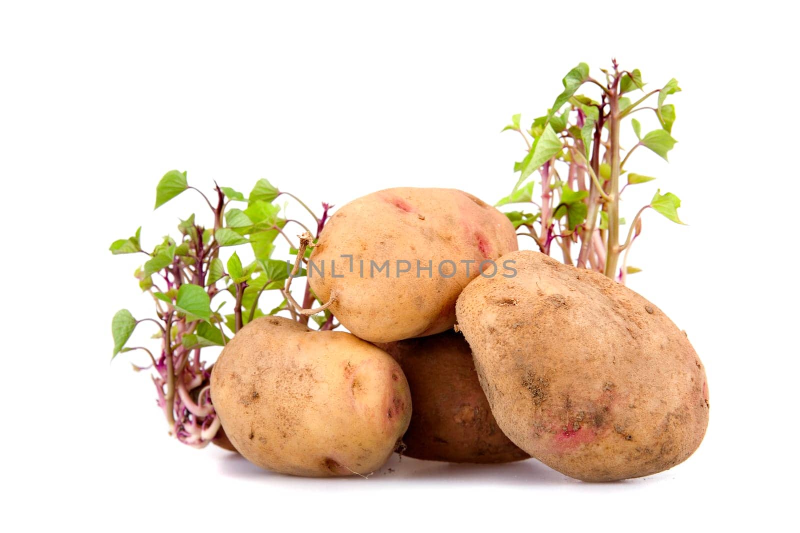 Potatos sprouting isolated on white