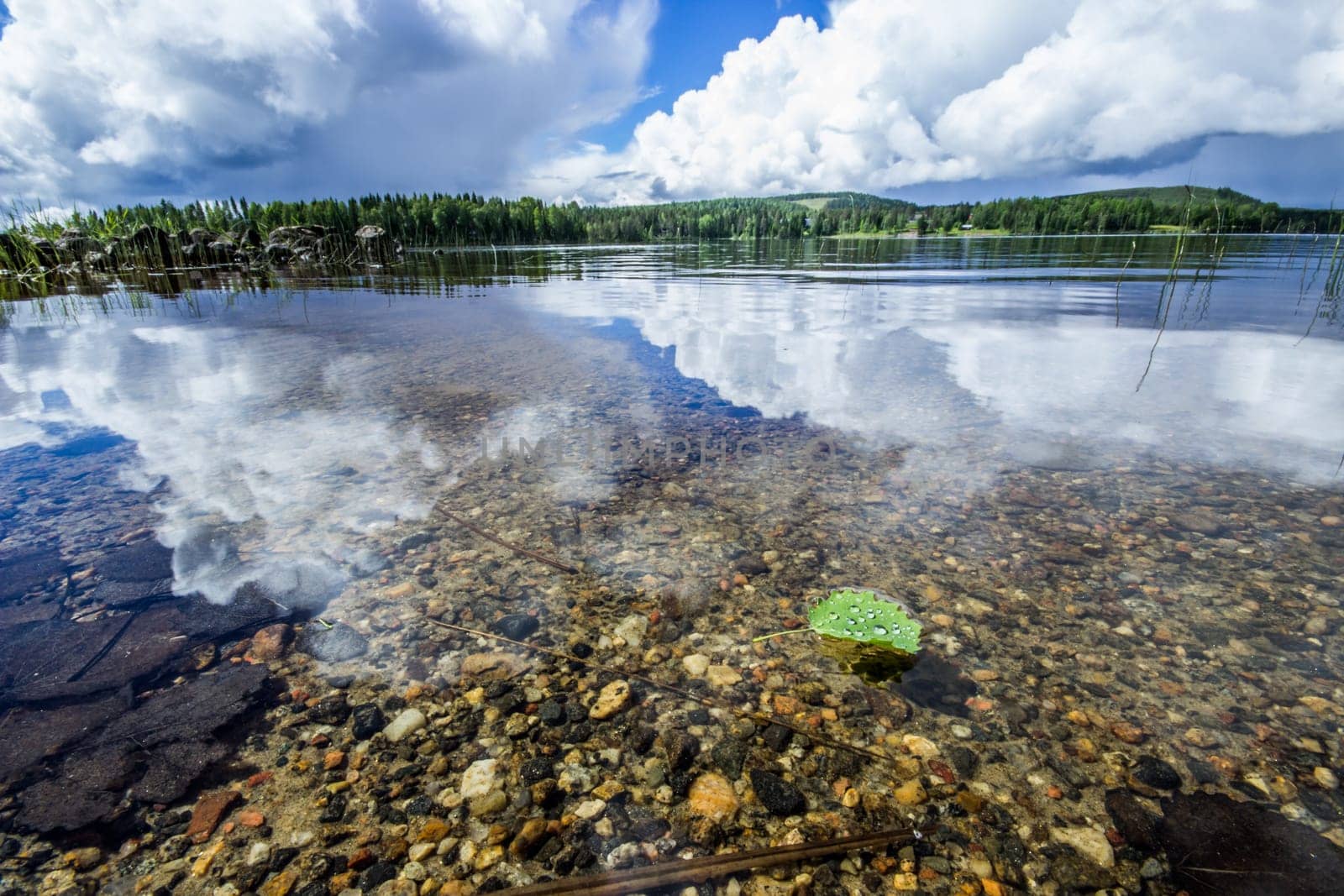 Birch Leaf on Calm Lake