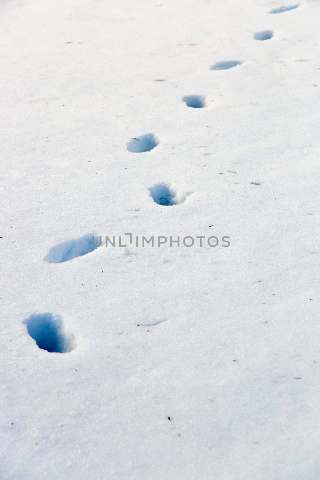 Footsteps in Snow