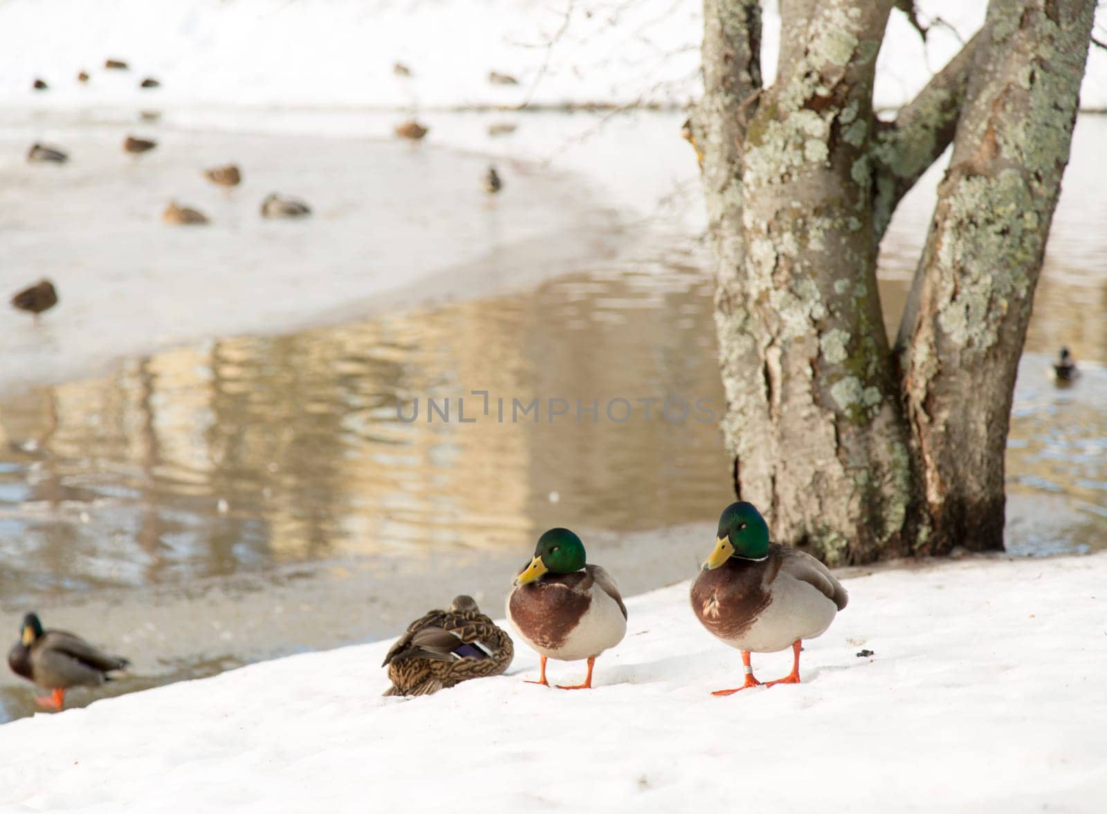 Ducks by Icy Pond