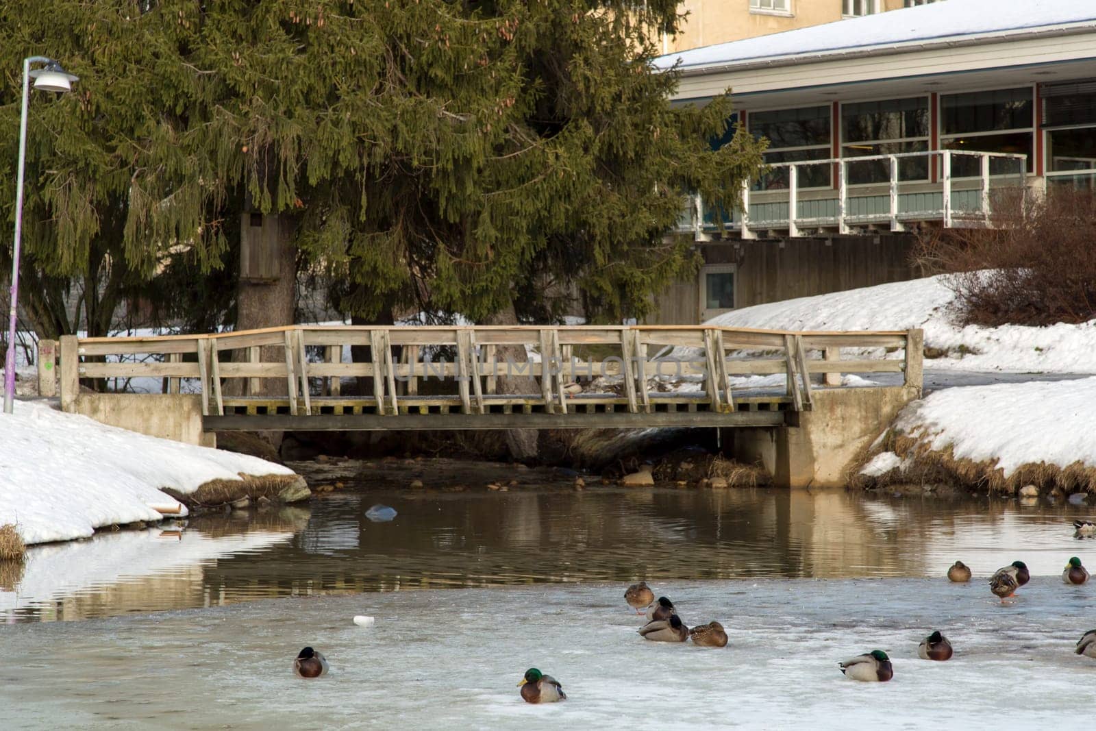 Ducks in Frozen Pond