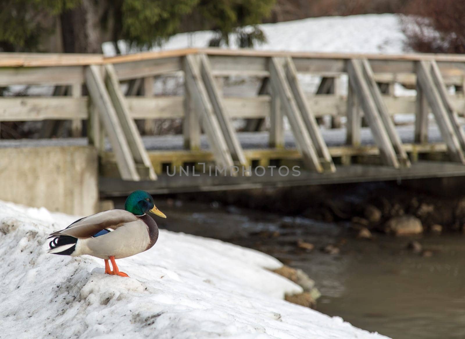 Duck in Snow by Bridge