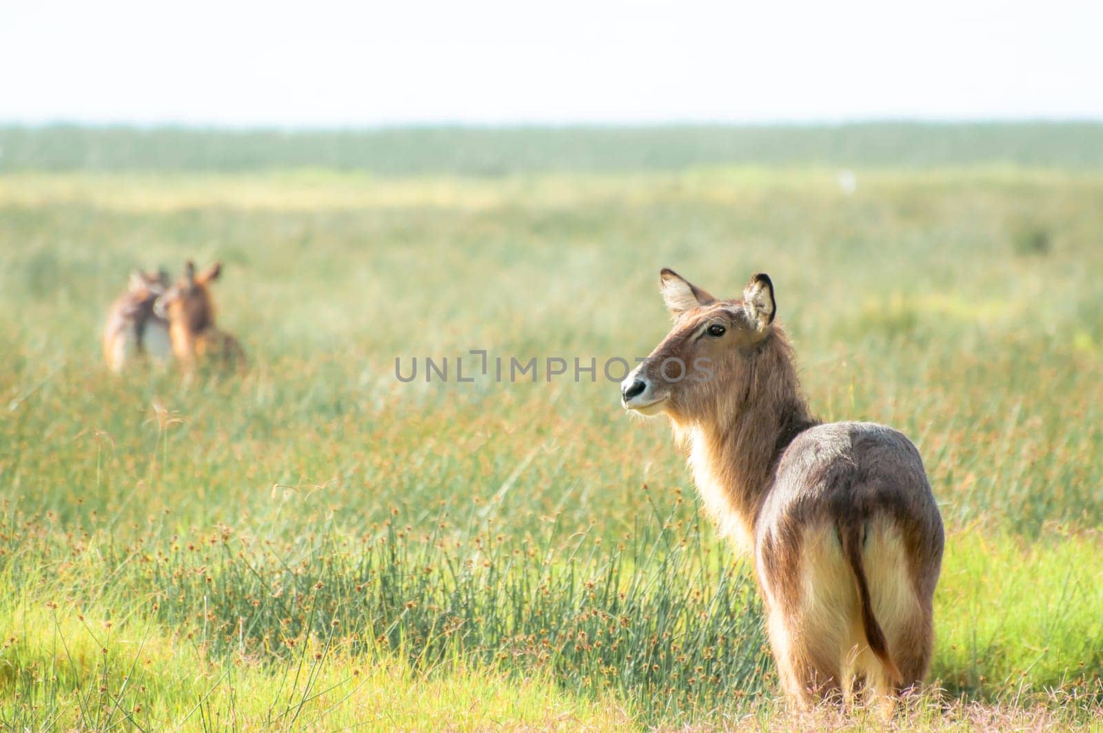 A male Defassa Waterbuck stand and waits, while others has already run off into the distance