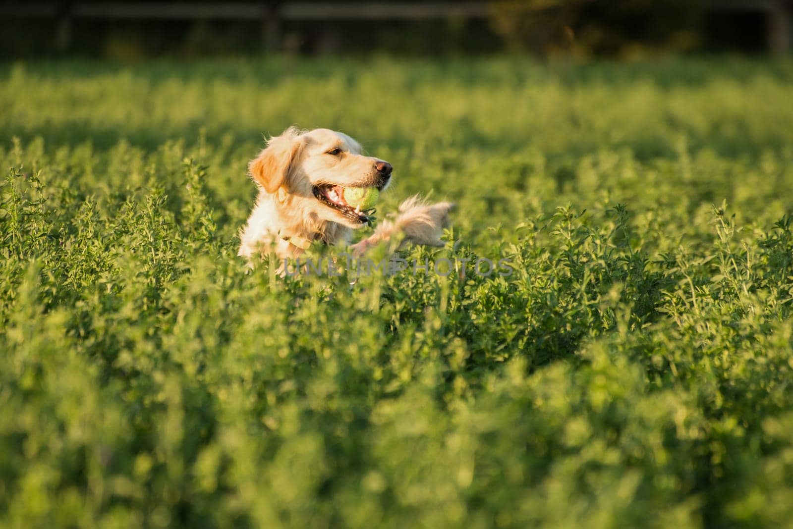 Golden Retriever in the farmland fodder, fetching the tennis ball that was thrown that way.