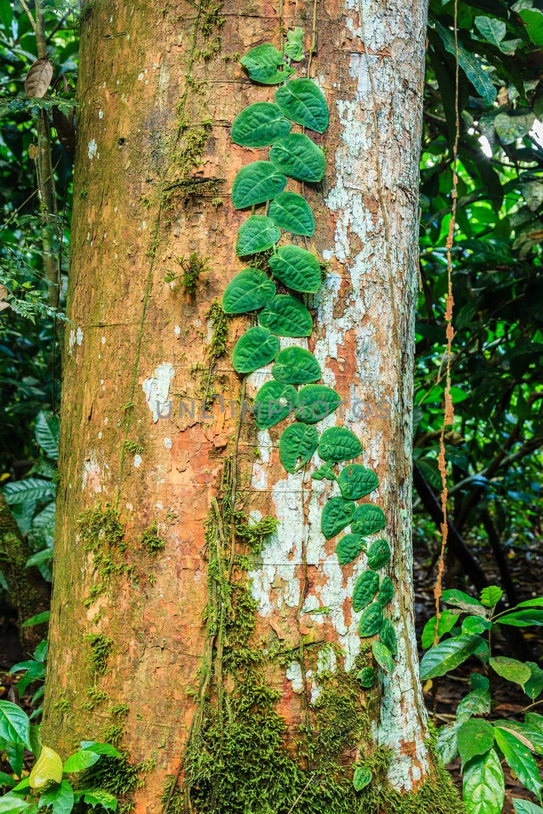 Parasitic vine plant on a tree in rain forest in Costa Rica