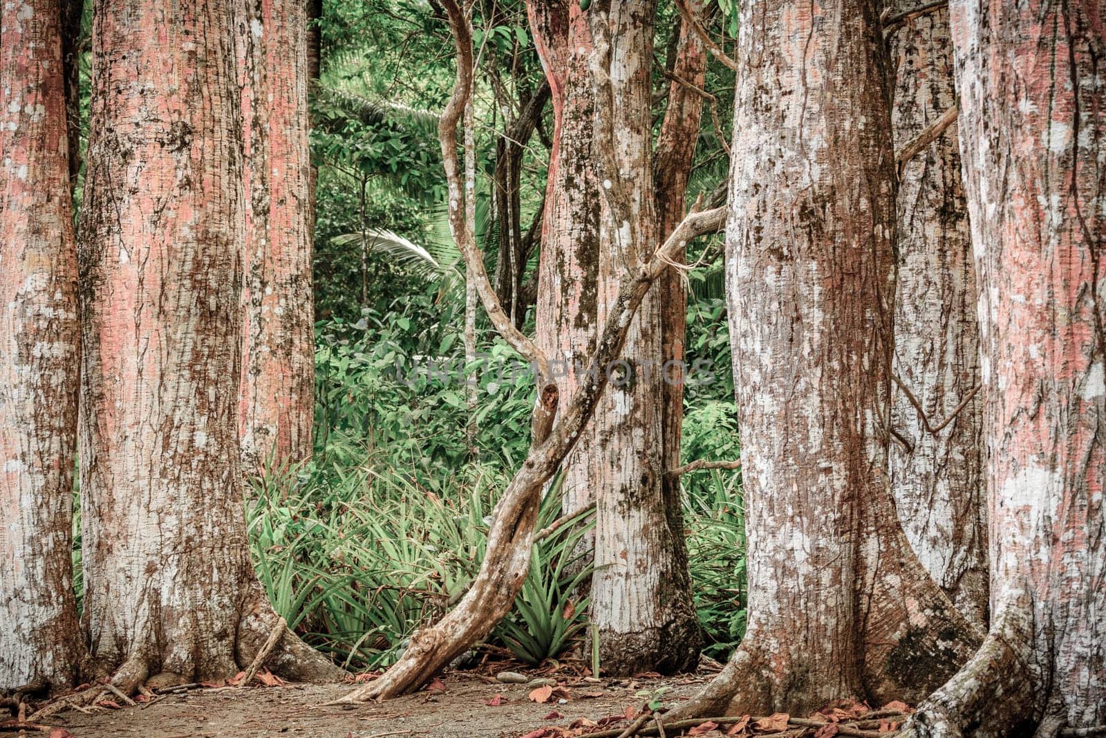 Image of tree trunks in Corcovado Nationa Park in Costa Rica